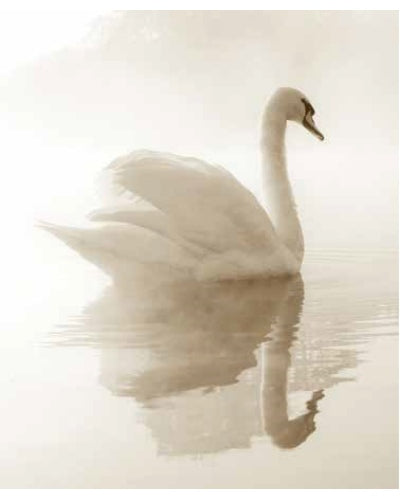 STAMPE FAUNA