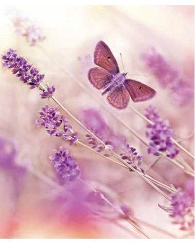STAMPE FAUNA