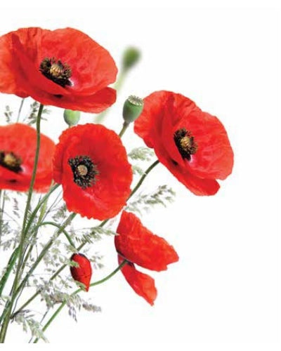 STAMPE FLORA