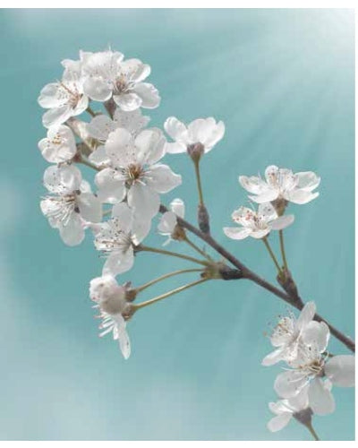STAMPE FLORA