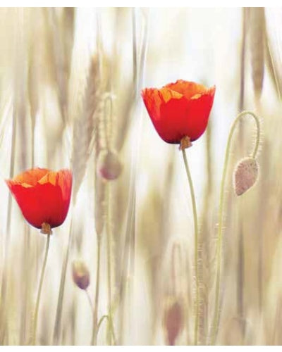 STAMPE FLORA
