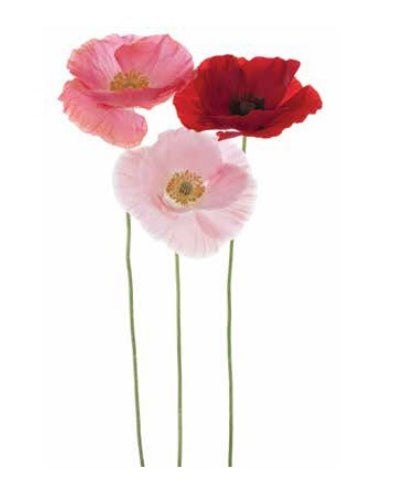 STAMPE FLORA