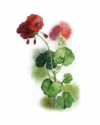 STAMPE FLORA