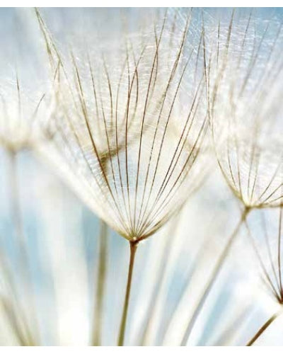 STAMPE FLORA