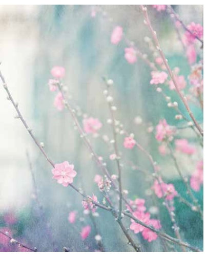 STAMPE FLORA