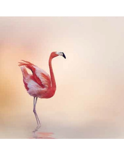 STAMPE FAUNA