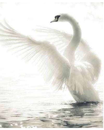STAMPE FAUNA