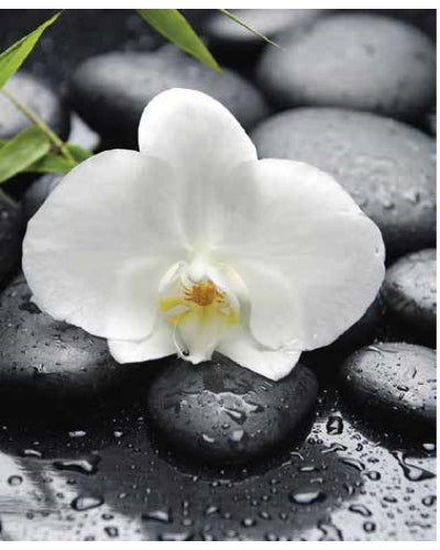 STAMPE FLORA