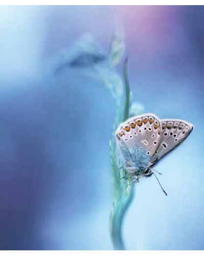 STAMPE FAUNA