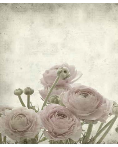 STAMPE FLORA